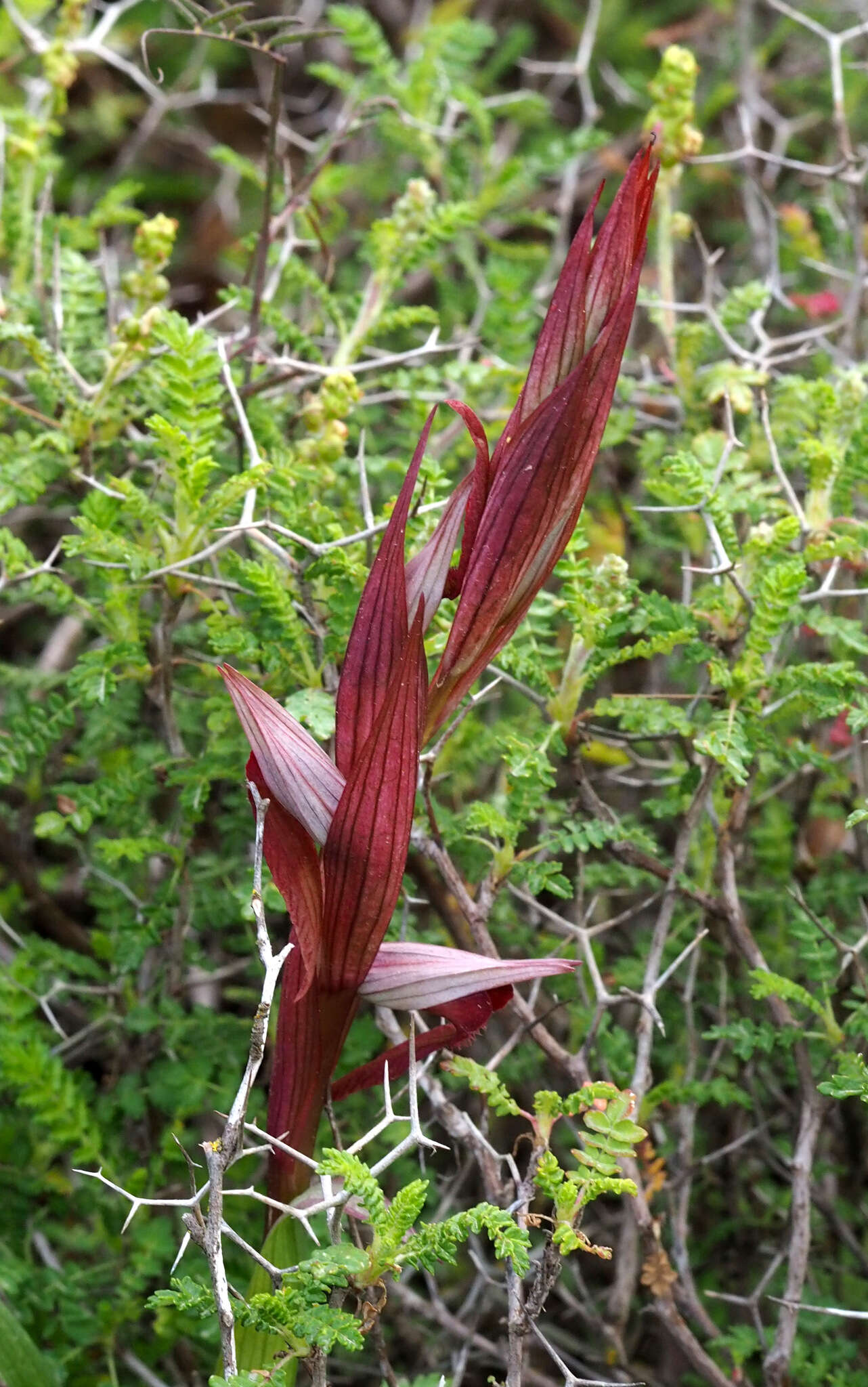 Image of Serapias orientalis subsp. levantina (H. Baumann & Künkele) Kreutz