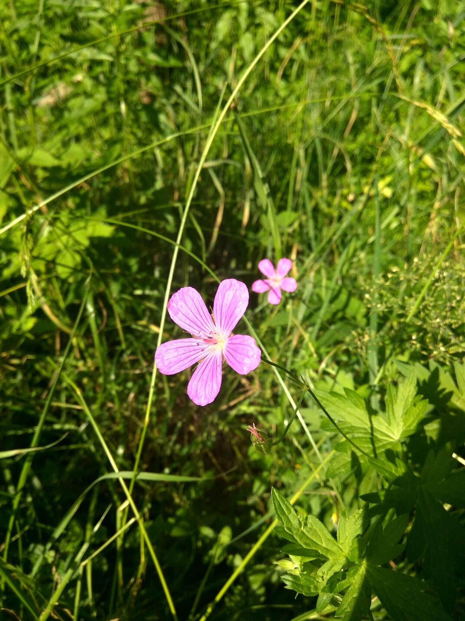 Imagem de Geranium palustre L.