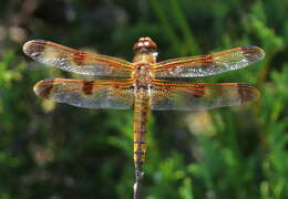 Image of Painted Skimmer