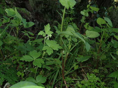 Image of Lithophragma maxima Bacigal.