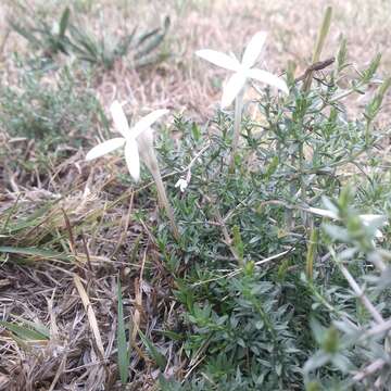 Plancia ëd Bouvardia erecta (DC.) Standl.