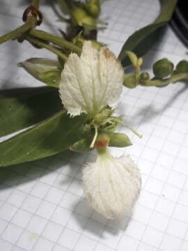 Image of Dalechampia juruana Ule