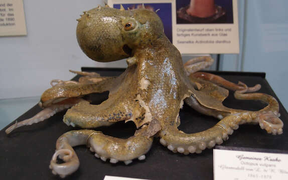 Image of Common octopus