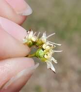 Image of Pacific serviceberry