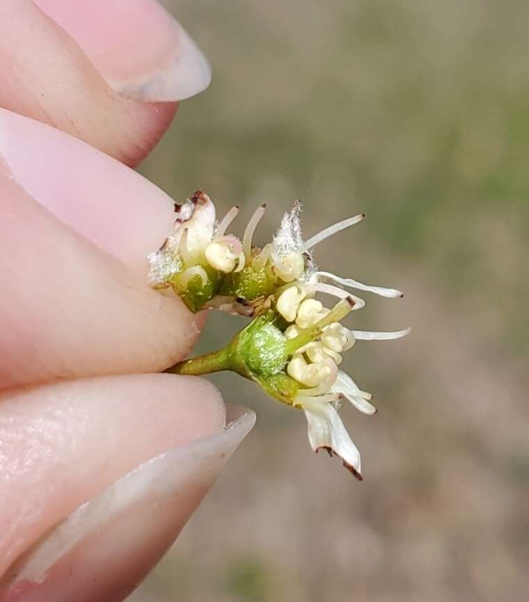 Image of Pacific serviceberry