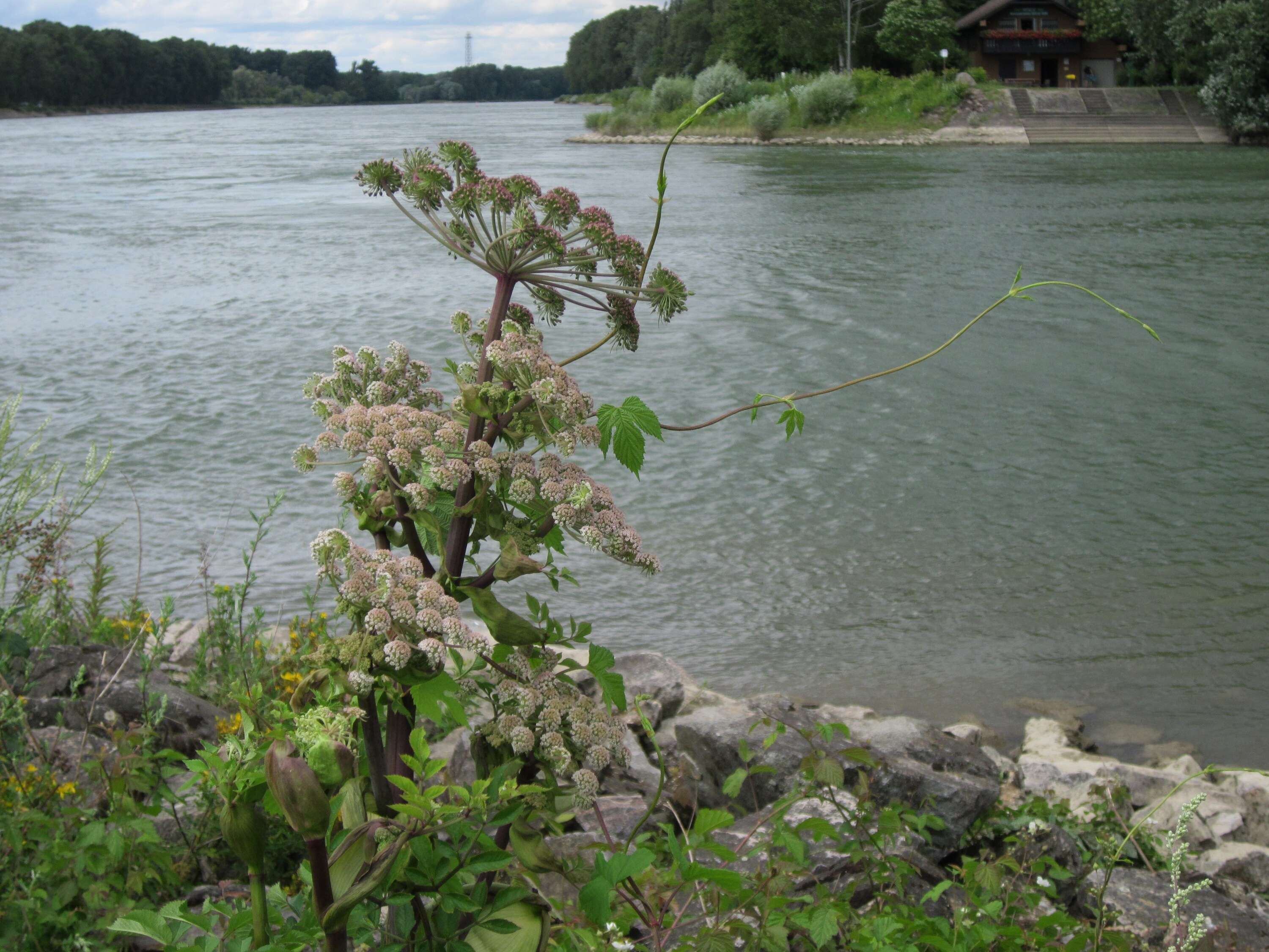 Image of wild angelica