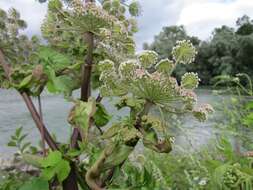 Image of wild angelica