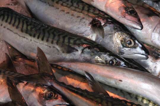 Image of Atlantic Mackerel