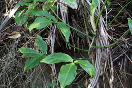 Image of Philodendron tripartitum (Jacq.) Schott