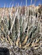 Image of Utah agave