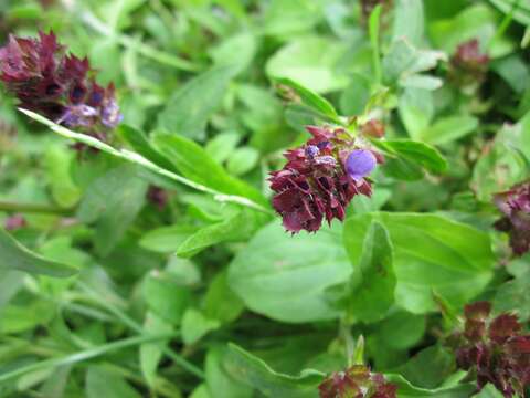 Image of common selfheal