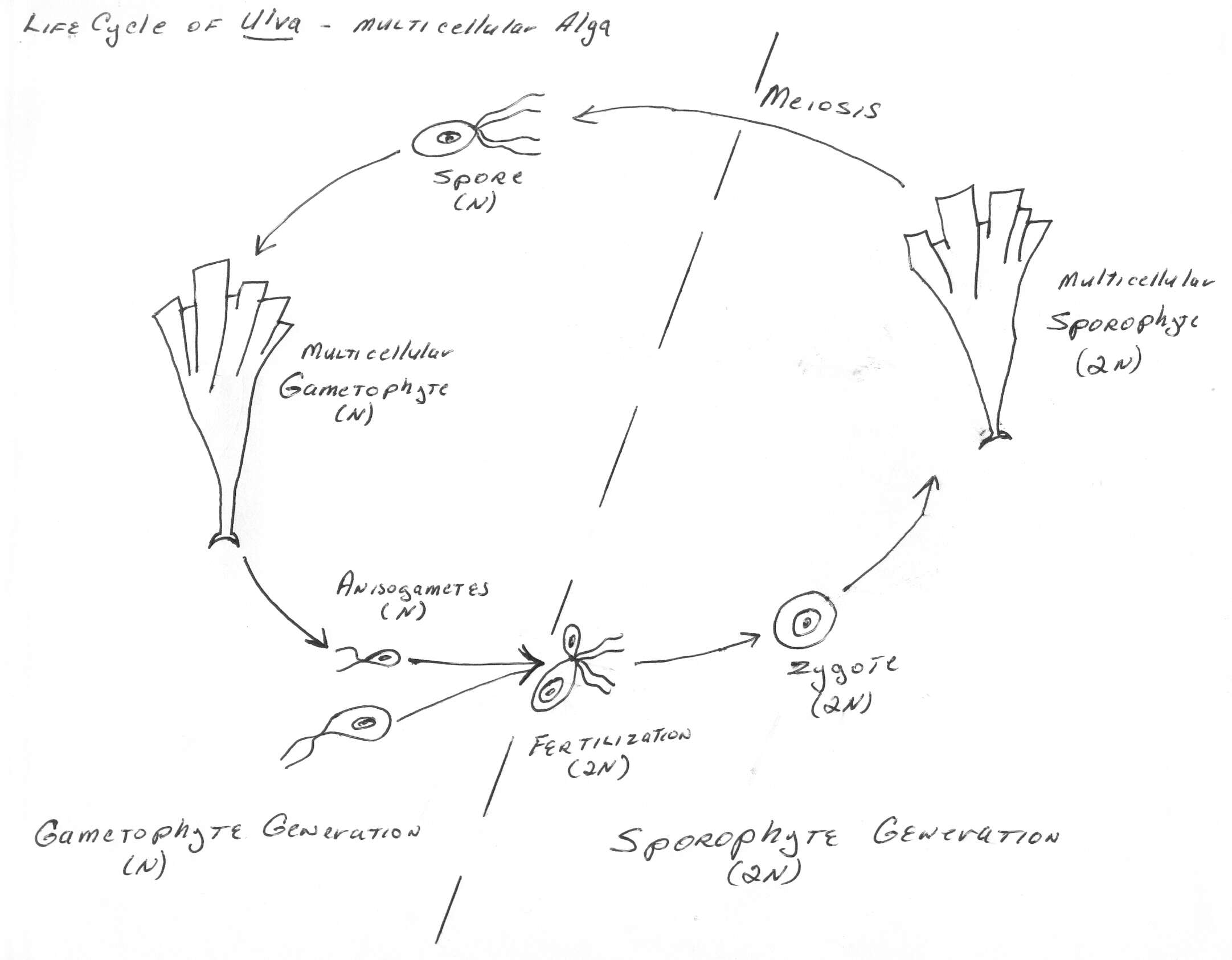 Image of OUU clade