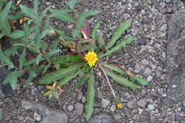 Image of Taraxacum acricorne Dahlst.