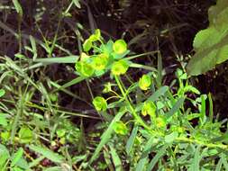 Image of leafy spurge