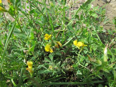 Image of Common Bird's-foot-trefoil