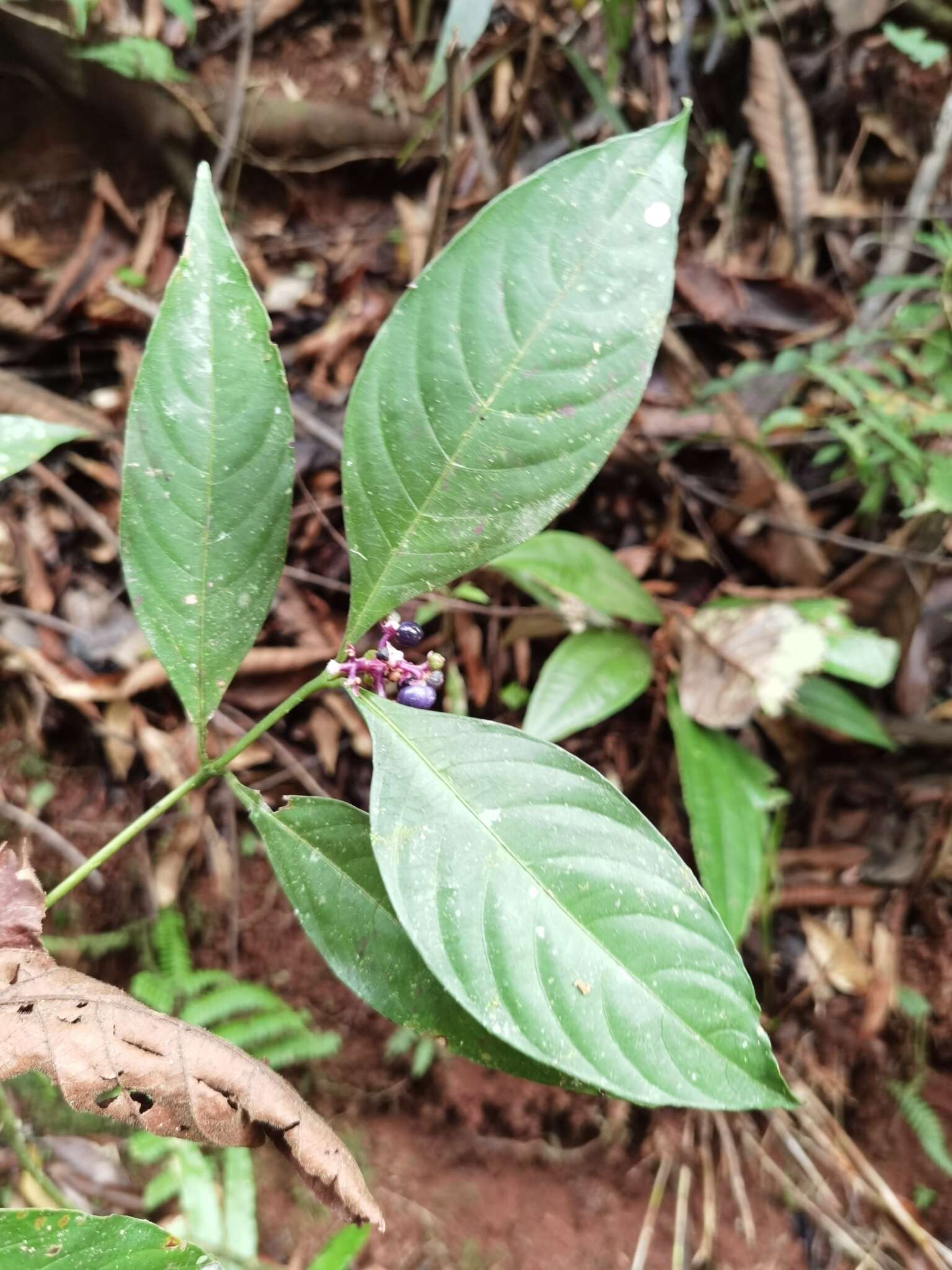 Слика од Palicourea gracilenta (Müll. Arg.) Delprete & J. H. Kirkbr.