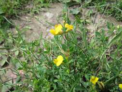 Image of Common Bird's-foot-trefoil