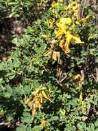 Imagem de Crotalaria medicaginea Lam.