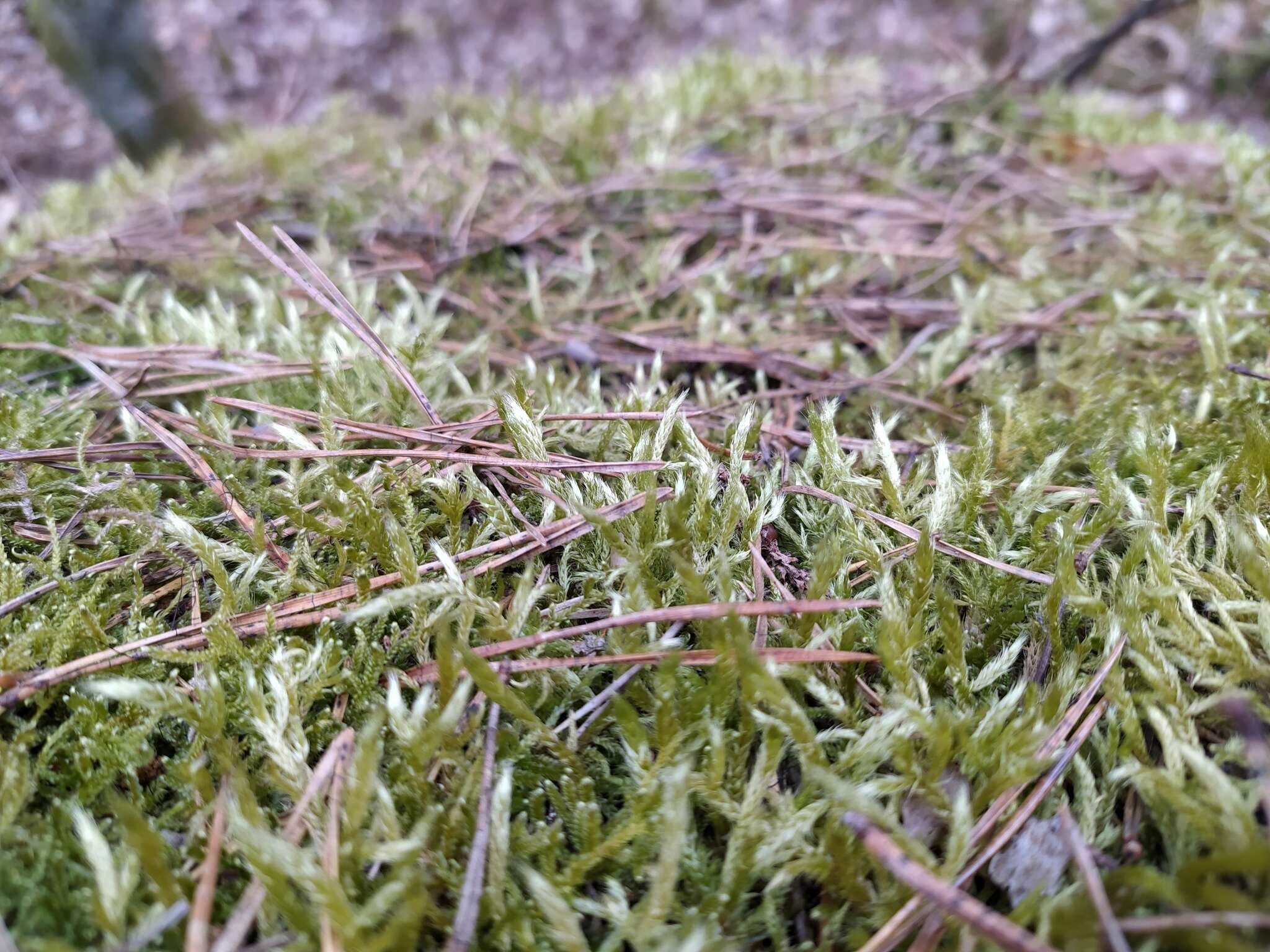 Image of streaky feather-moss