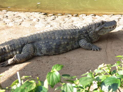 Image of Broad-snouted Caiman