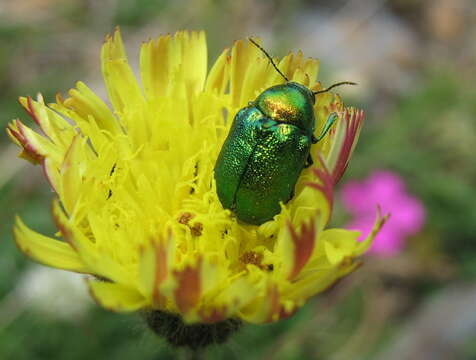 Cryptocephalus resmi