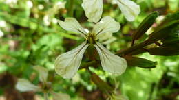 Plancia ëd Eruca vesicaria subsp. sativa (Mill.) Thell.