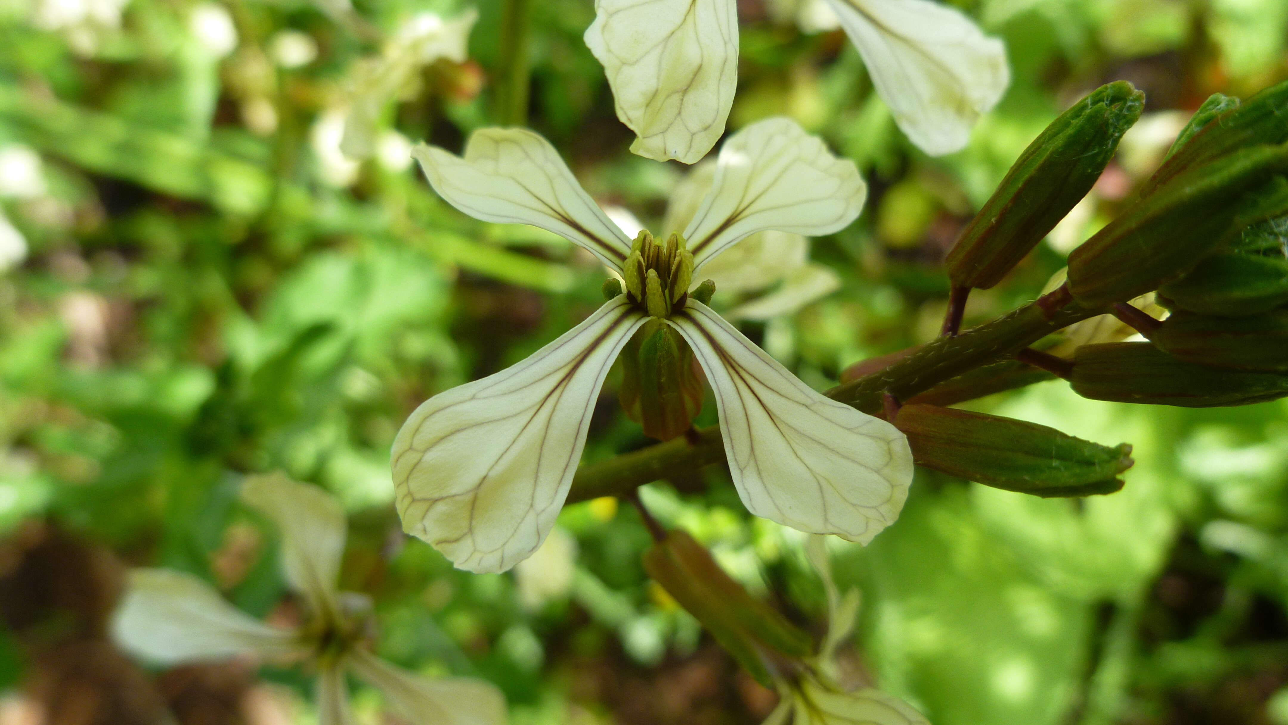 Plancia ëd Eruca vesicaria subsp. sativa (Mill.) Thell.