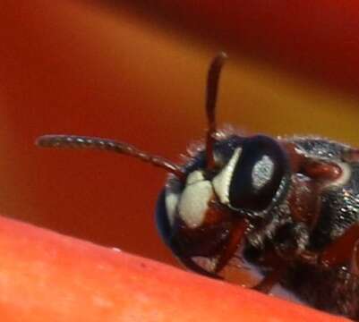 Image of Hylaeus heraldicus (Smith 1853)