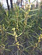 Image of Mallee Wattle