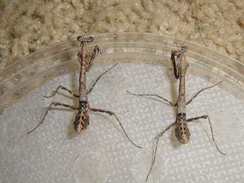 Image of Malaysian dead leaf mantis