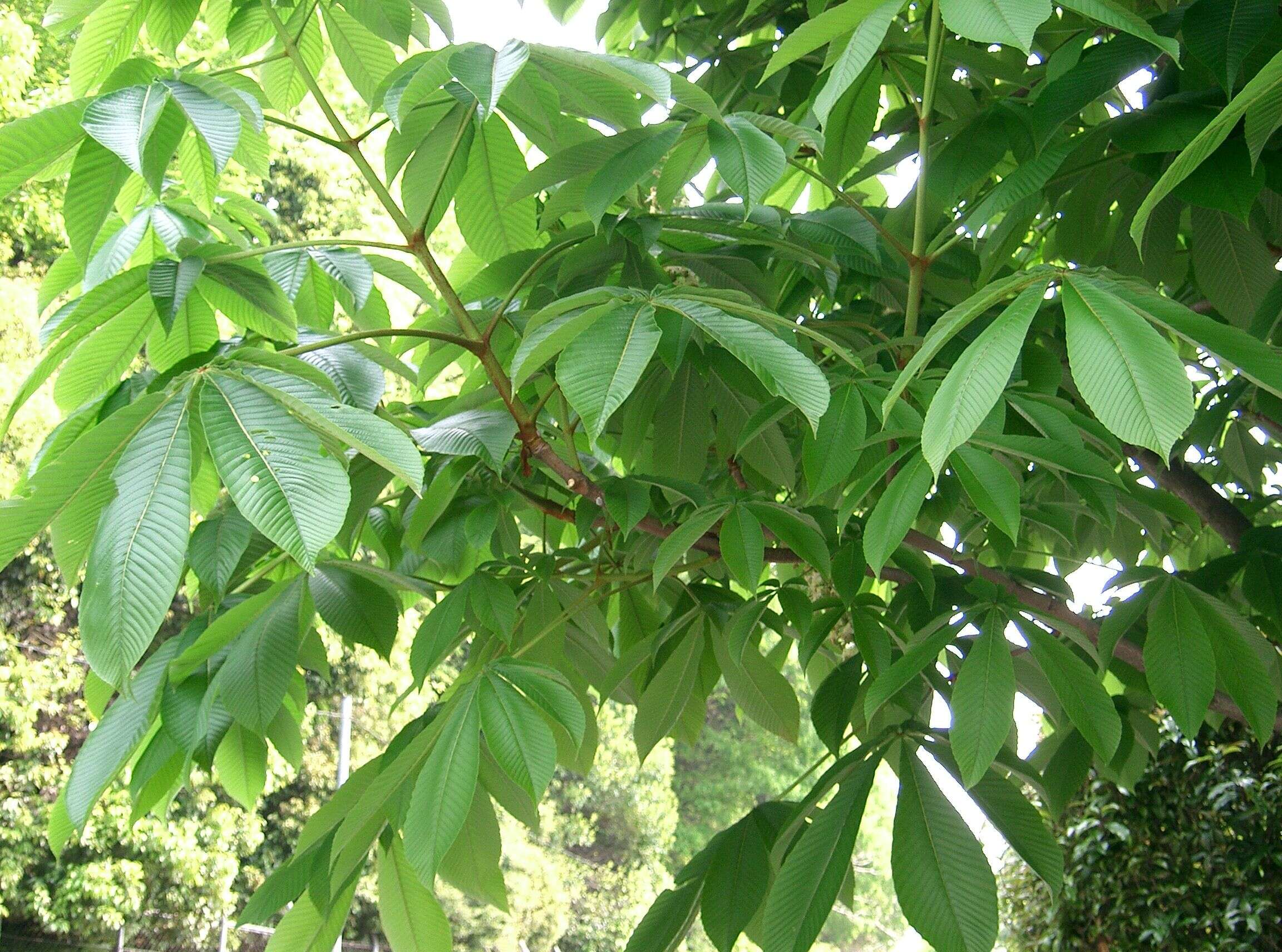 Image of Japanese Horse-chestnut