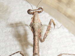 Image of Malaysian dead leaf mantis