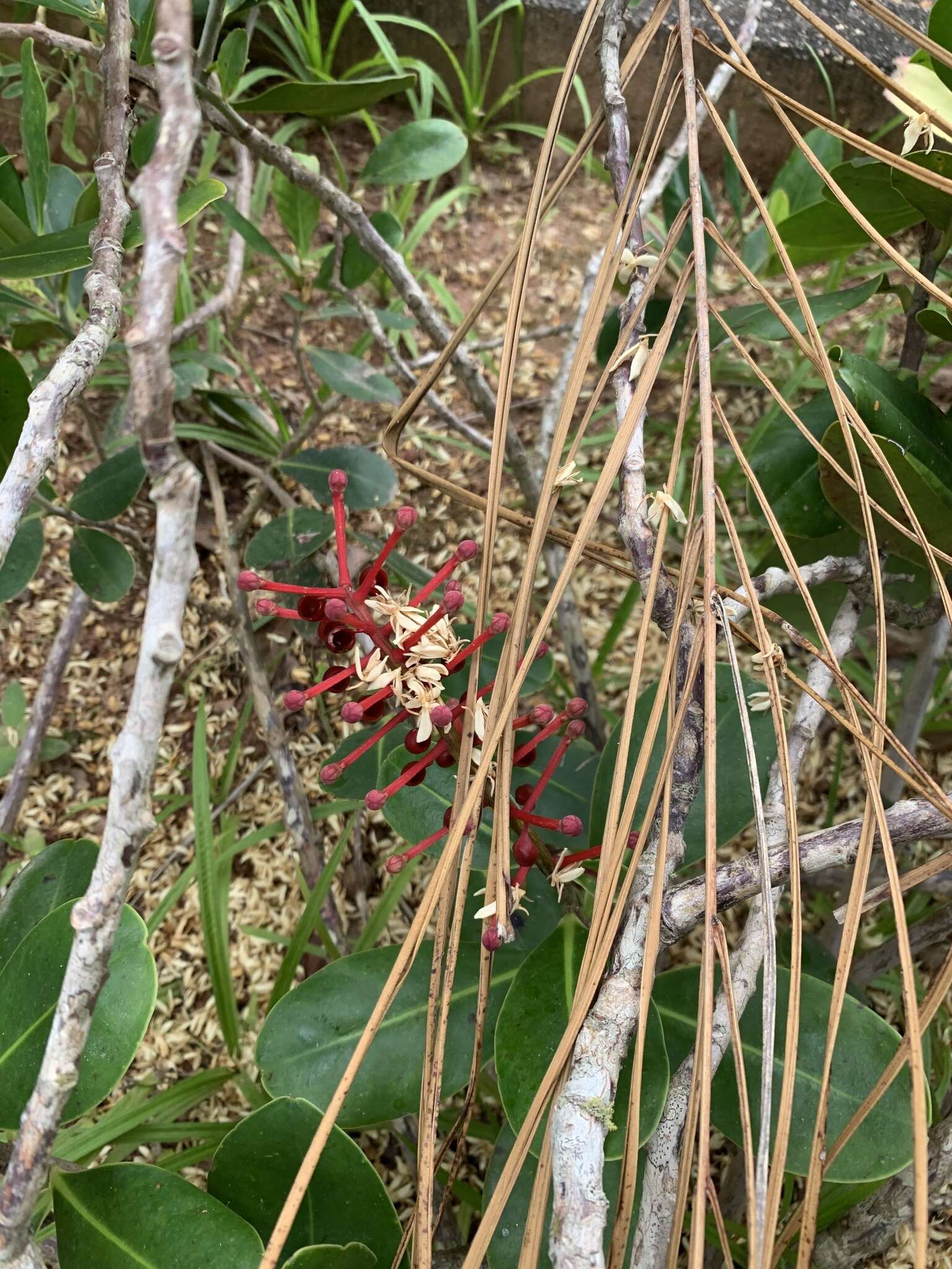 Schwartzia brasiliensis (Choisy) Bedell ex Gir.-Cañas resmi