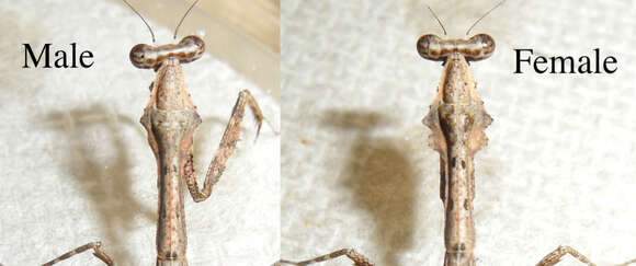 Image of Malaysian dead leaf mantis