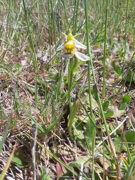 Image of Ophrys apifera var. chlorantha (Hegetschw.) Nyman