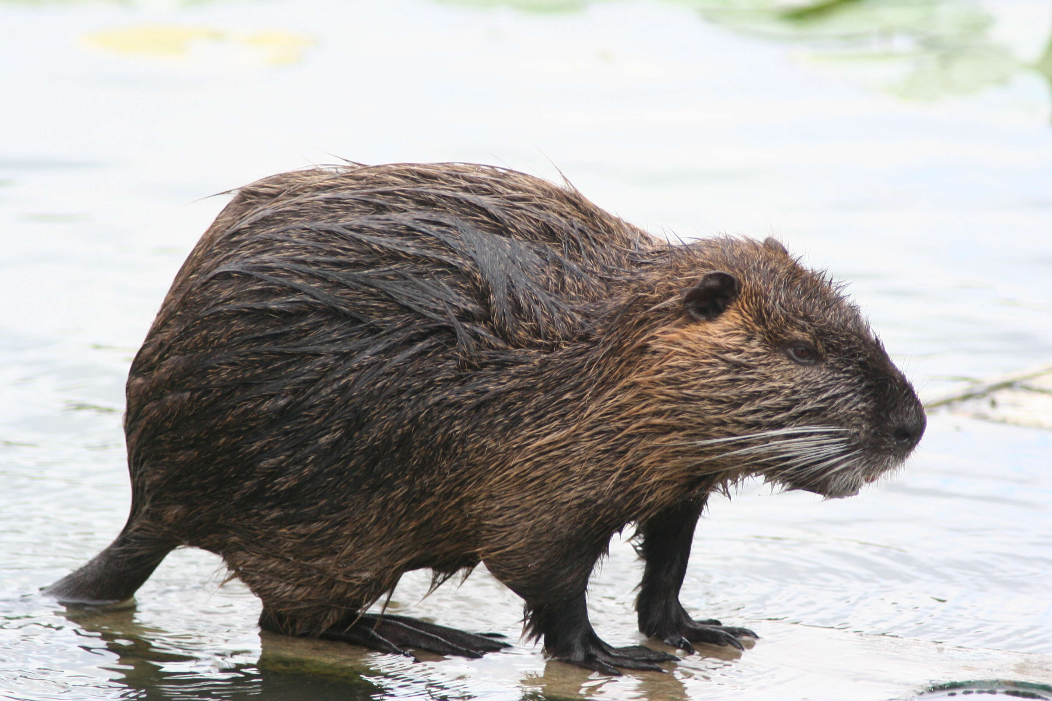 Image of River Rats