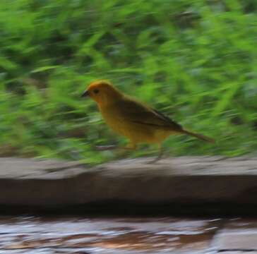 Image of Sicalis flaveola flaveola (Linnaeus 1766)