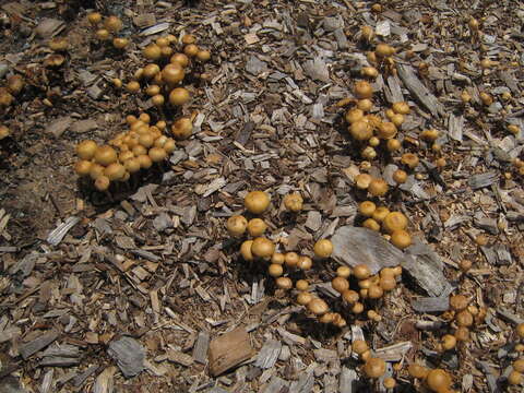 Image of common agrocybe