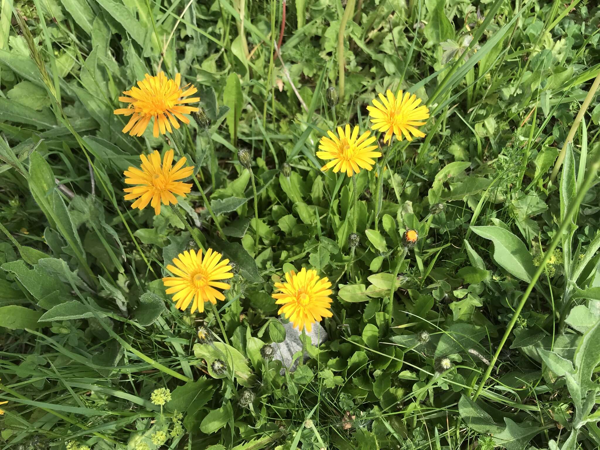 صورة Crepis aurea (L.) Cass.