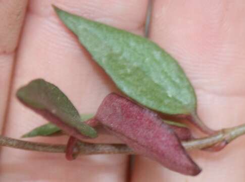 Image de Ceropegia africana R. Br.