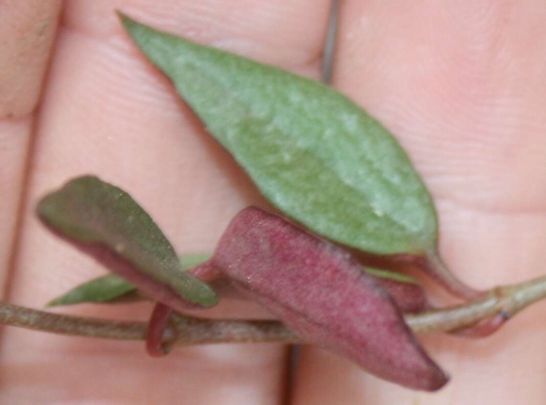 Image of Ceropegia africana subsp. africana