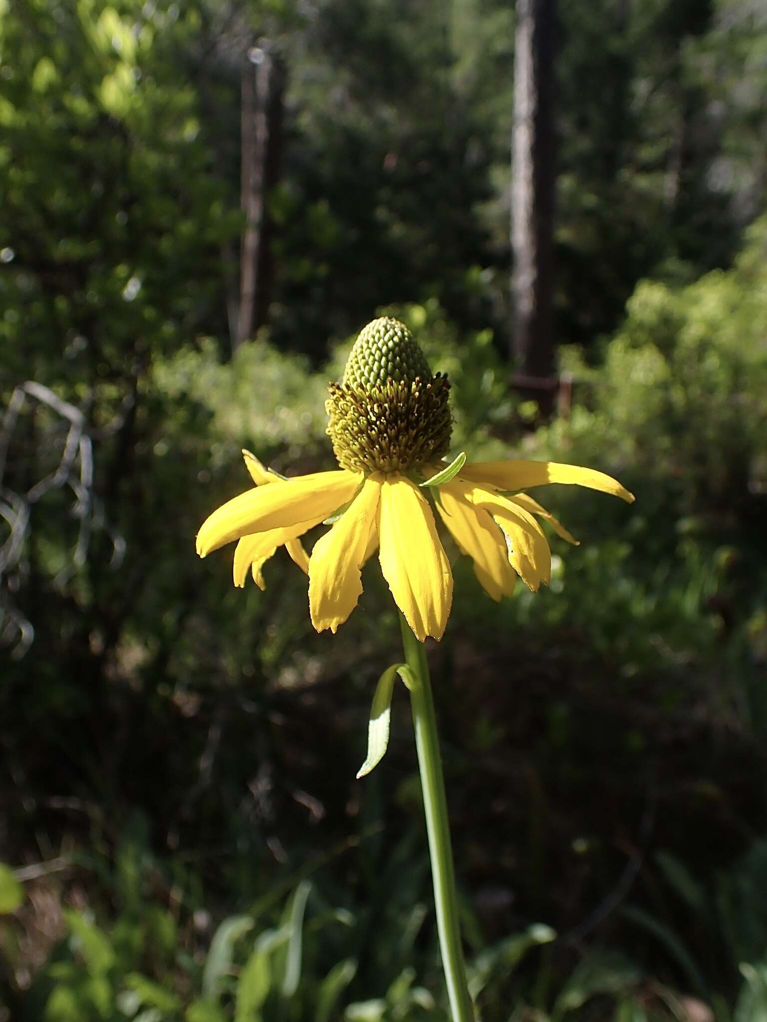 Plancia ëd Rudbeckia glaucescens Eastw.