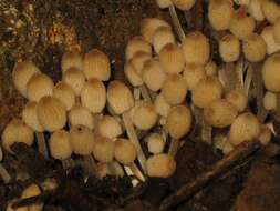 Image of Trooping Inkcaps