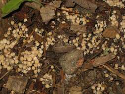 Image of Trooping Inkcaps