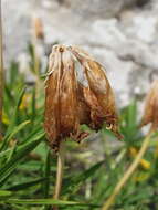 Слика од Trifolium polyphyllum (C. A. Mey.) Latsch.