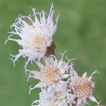 Vernonanthura brasiliana (L.) H. Rob. resmi