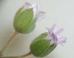 Imagem de Geranium molle L.