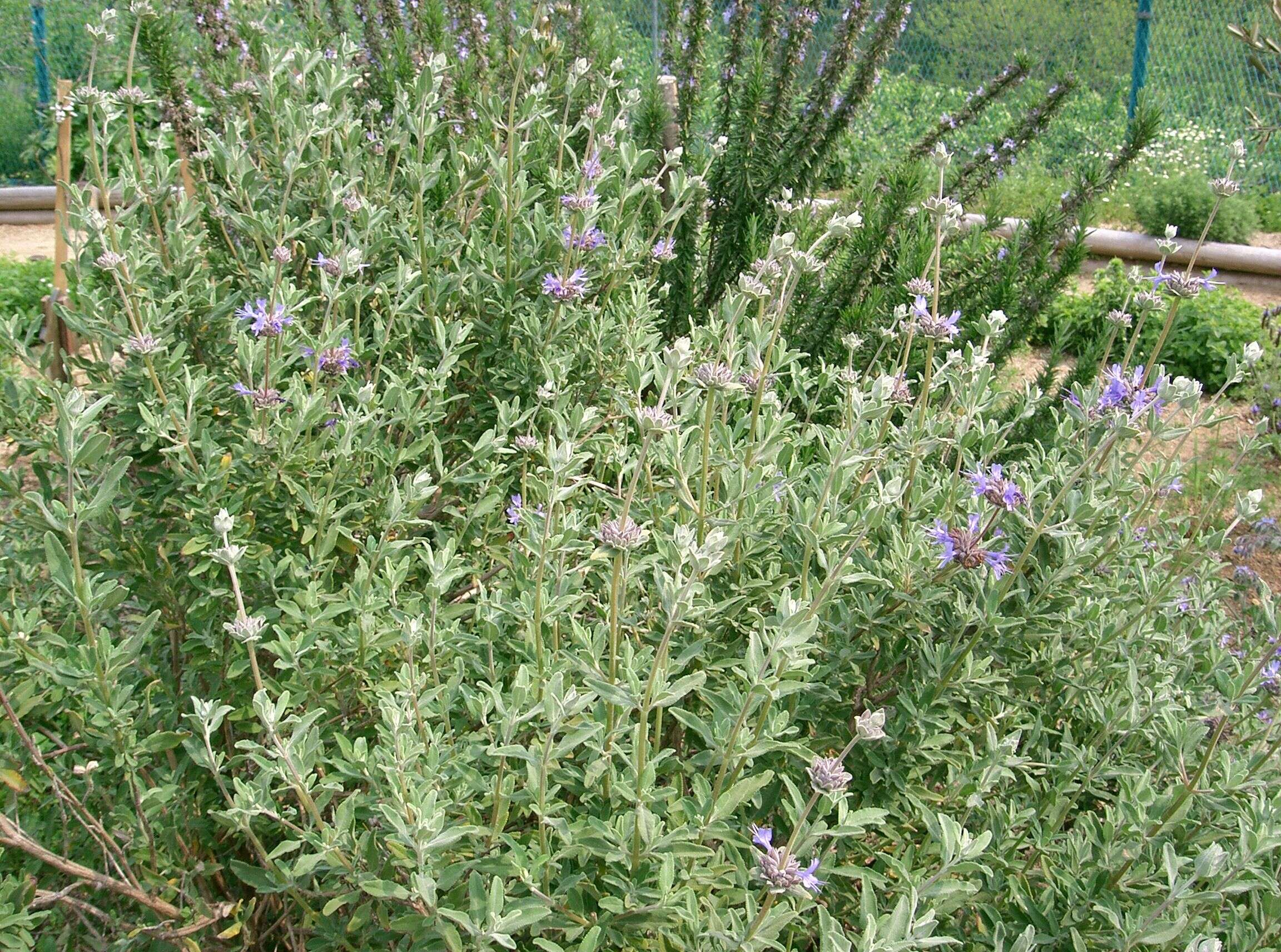 Salvia clevelandii (A. Gray) Greene resmi