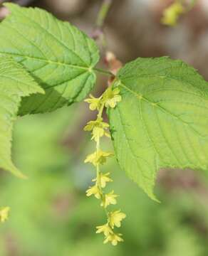 Image of Grey-budded snake-bark-maple