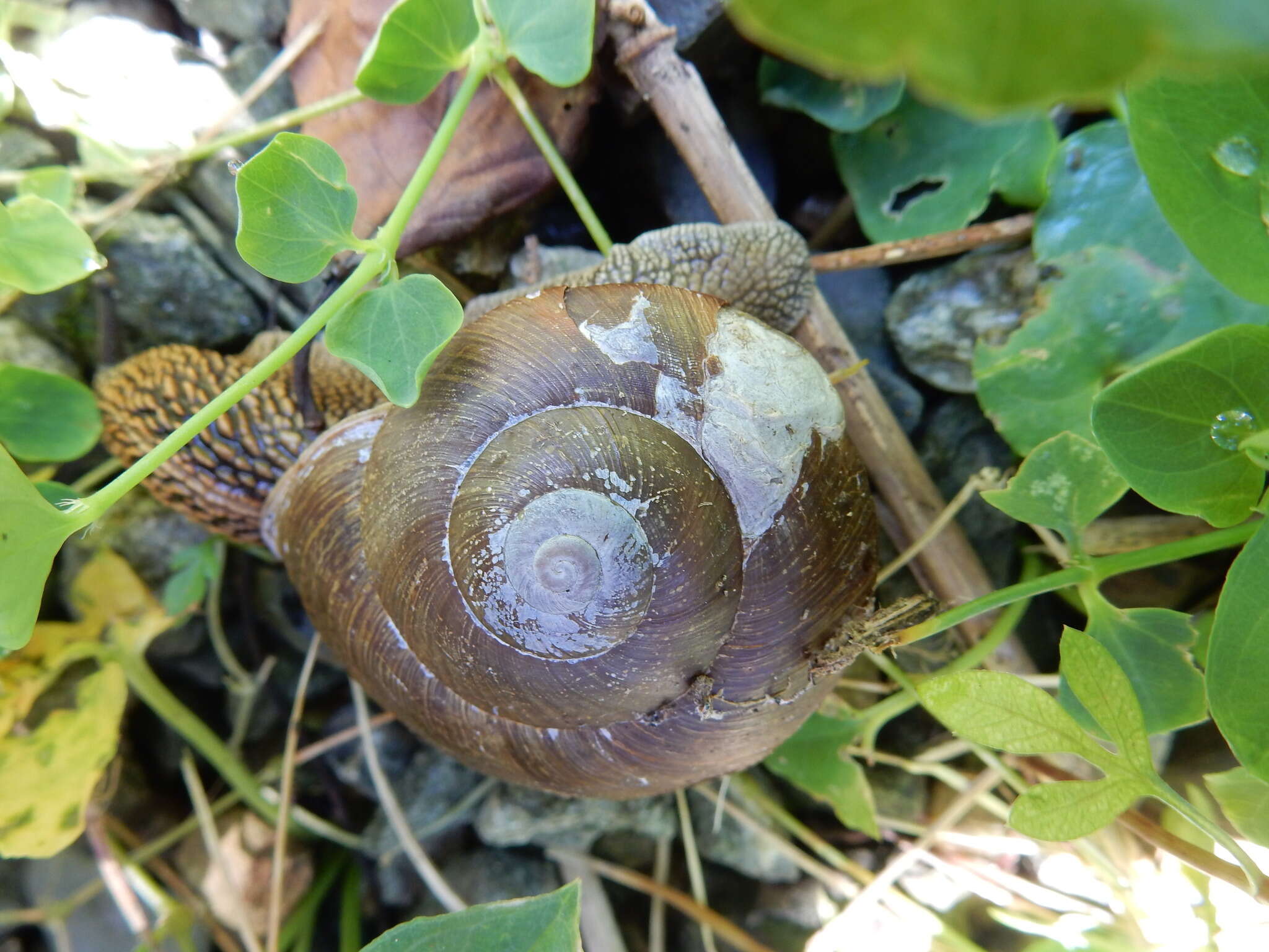 Image of Nesiohelix swinhoei (L. Pfeiffer 1866)